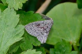 Attēlu rezultāti vaicājumam “Cyclophora pendularia”