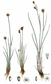 Attēlu rezultāti vaicājumam “Juncus stygius”