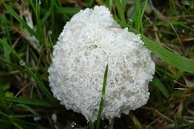 Attēlu rezultāti vaicājumam “Fuligo cinerea”