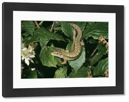 Attēlu rezultāti vaicājumam “Lacerta vivipara”