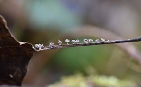 Attēlu rezultāti vaicājumam “Diderma roanense spores”