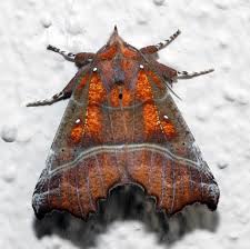 Attēlu rezultāti vaicājumam “Scoliopteryx libatrix”