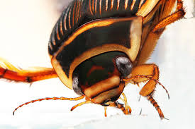 Attēlu rezultāti vaicājumam “Dytiscus marginalis”