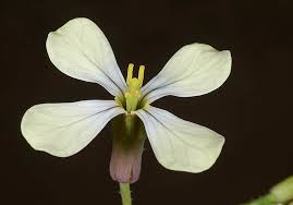 Attēlu rezultāti vaicājumam “Raphanus raphanistrum fruit”