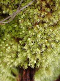 Attēlu rezultāti vaicājumam “Philonotis marchica macro”