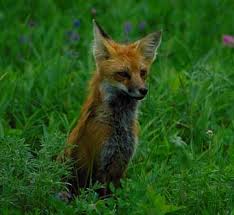 Attēlu rezultāti vaicājumam “Vulpes vulpes”