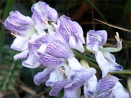 Attēlu rezultāti vaicājumam “Vicia sylvatica flower”