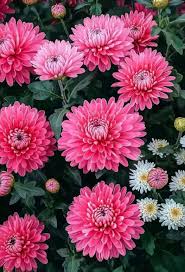 Image result for Chrysanthemum spectabile