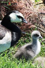 Attēlu rezultāti vaicājumam “Branta leucopsis adult”