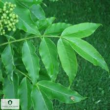 Attēlu rezultāti vaicājumam “Phellodendron amurense leaf”