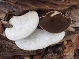 Attēlu rezultāti vaicājumam “Trametes suaveolens”