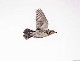 Attēlu rezultāti vaicājumam “Turdus pilaris”