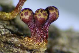 Attēlu rezultāti vaicājumam “Trichia ambigua macro”