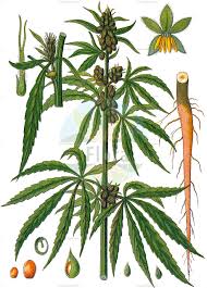 Attēlu rezultāti vaicājumam “Cannabaceae”
