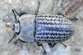 Attēlu rezultāti vaicājumam “Opatrum sabulosum”