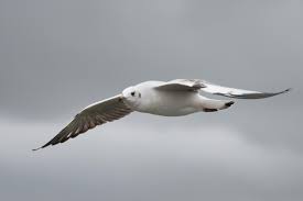 Attēlu rezultāti vaicājumam “Larus ridibundus eggs”