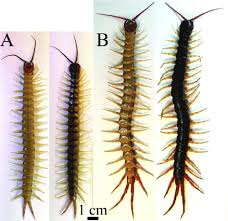Attēlu rezultāti vaicājumam “Chilopoda”
