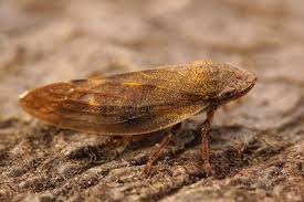 Attēlu rezultāti vaicājumam “Aphrophora alni”