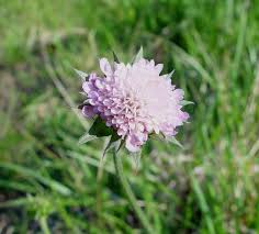 Image result for Knautia arvensis