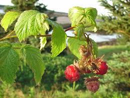 Attēlu rezultāti vaicājumam “Rubus idaeus leaf”