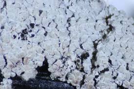 Attēlu rezultāti vaicājumam “Diderma globosum spores”