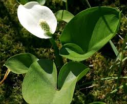 Attēlu rezultāti vaicājumam “Calla palustris flower”