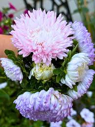 Image result for Aster
