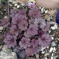 Image result for Heuchera `Swirling Fantasy`