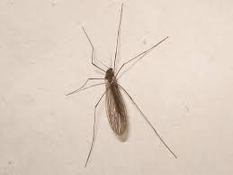 Attēlu rezultāti vaicājumam “Trichocera regelationis”