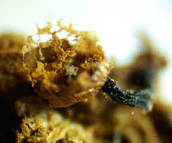 Attēlu rezultāti vaicājumam “Cribraria ferruginea”