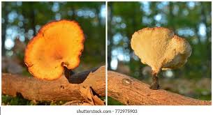 Attēlu rezultāti vaicājumam “Polyporus varius”