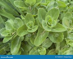 Attēlu rezultāti vaicājumam “Hylotelephium telephium leaf”