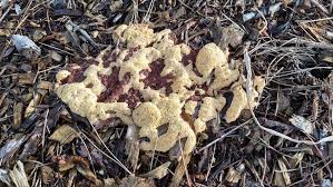 Attēlu rezultāti vaicājumam “Fuligo septica cf. rufa”