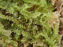 Attēlu rezultāti vaicājumam “Cephalozia catenulata”