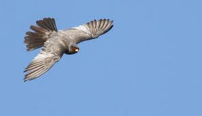 Attēlu rezultāti vaicājumam “Falco vespertinus adult”