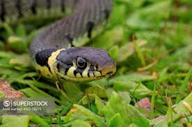 Attēlu rezultāti vaicājumam “Natrix natrix adult”