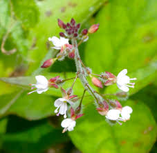 Attēlu rezultāti vaicājumam “Circaea lutetiana bud”