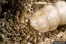 Attēlu rezultāti vaicājumam “Spondylis buprestoides”