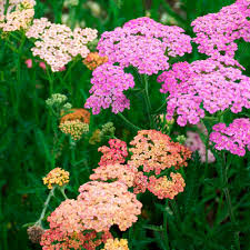 Image result for Achillea millefolium