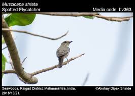 Attēlu rezultāti vaicājumam “Muscicapa striata juvenile”