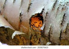 Attēlu rezultāti vaicājumam “Hemitrichia clavata young”