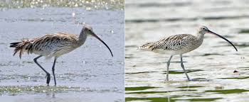 Attēlu rezultāti vaicājumam “Numenius arquata adult”