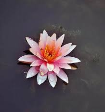 Attēlu rezultāti vaicājumam “Lotus sp. flower”