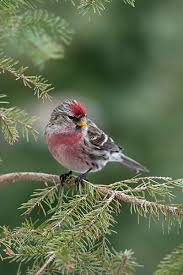 Attēlu rezultāti vaicājumam “Carduelis flammea male”
