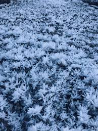 Attēlu rezultāti vaicājumam “Frost Flowers”