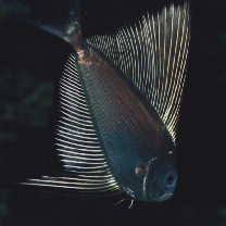 Image result for Eumegistus illustris