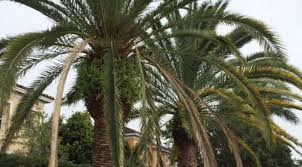 Attēlu rezultāti vaicājumam “Diderma rufostriatum”