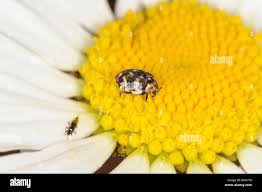 Attēlu rezultāti vaicājumam “Anthrenus sp. imago”