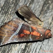 Attēlu rezultāti vaicājumam “Scoliopteryx libatrix”