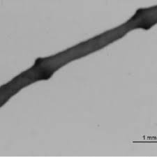 Attēlu rezultāti vaicājumam “Lemanea fluviatilis”